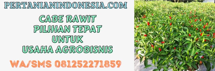 cabe rawit,cabe,cabai,peluang bisnis,agrobisnis